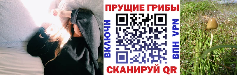 Псилоцибиновые грибы ЛСД  Грязовец 